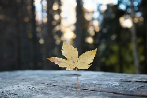 Autumn maple leaf on the table, fallen leaf, wooden table in the forest, blurred Stock Photos