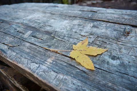 Autumn maple leaf on the table, fallen leaf, wooden table in the forest, blurred Stock Photos