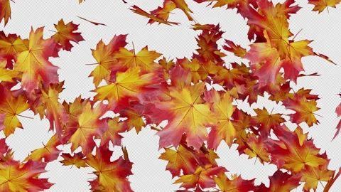 Autumn Maple Leaf Transition Falling on Transparent Background Stock Footage 277566940