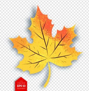 Autumn maple leaf on transparency background Stock Illustration