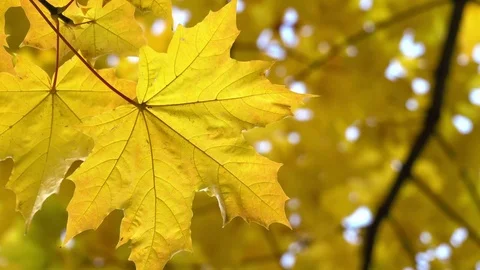 Autumn maple leaf on the tree Video stock 80908140