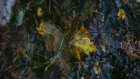 Autumn maple leaf under water Stock Footage 161840019
