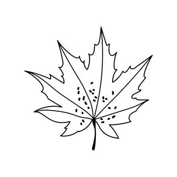 Autumn maple leaf vector hand drawn line art outline graphic element isolated イラスト素材