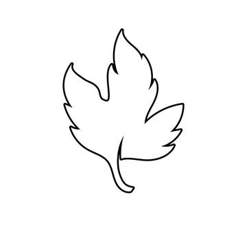Autumn Maple leaf vector illustration design template イラスト素材