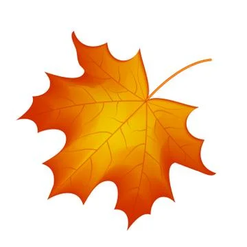 Autumn maple leaf vector on a white background Illustrazione stock
