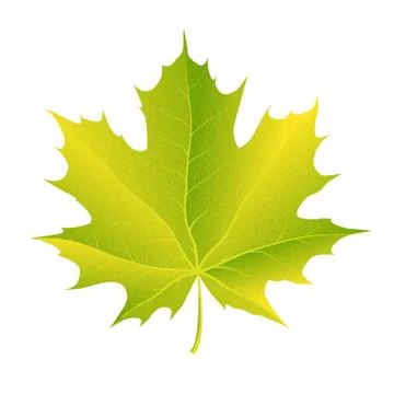 Autumn maple leaf vector on a white background Stock Illustration