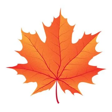 Autumn maple leaf vector on a white background Stock Illustration