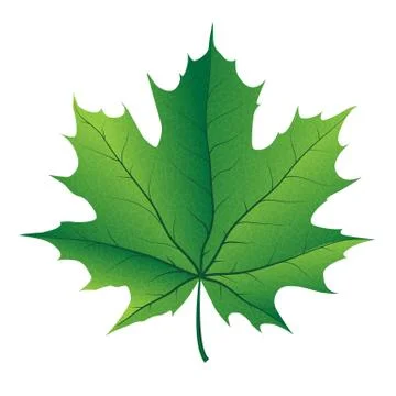 Autumn maple leaf vector on a white background Illustrazione stock
