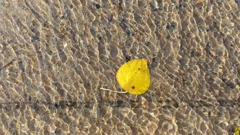 Autumn maple leaf on water, autumn background. Bright yellow-orange fallen maple Stock Footage 254435071
