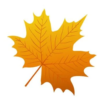 Autumn maple leaf on a white background イラスト素材