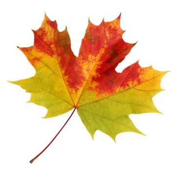 Autumn maple leaf on a white background. Stock Photos