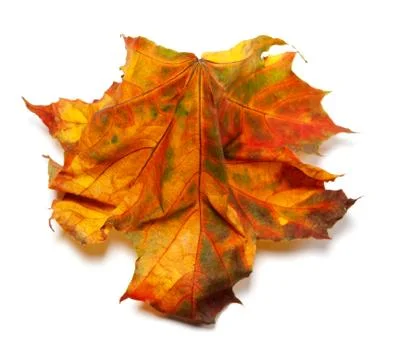 Autumn maple-leaf on white background Stock-Fotos