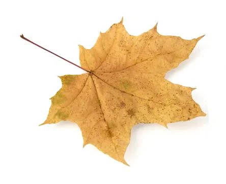 Autumn maple leaf on white background Stock Photos