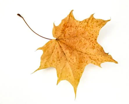 Autumn maple leaf on white background Stock Photos