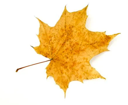 Autumn maple leaf on white background Stock Photos