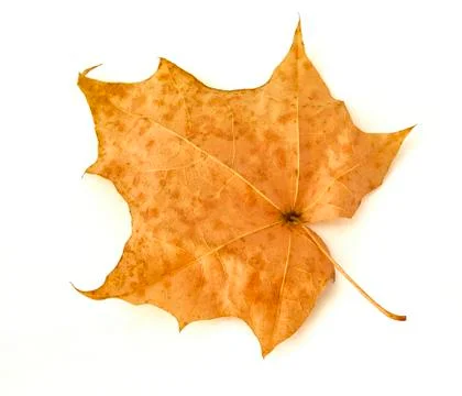 Autumn maple leaf on white background Stock Photos