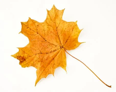 Autumn maple leaf on white background Stock Photos