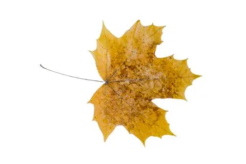 Autumn maple leaf on a white background Foto stock
