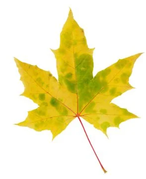 Autumn maple leaf on white 写真素材