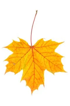 Autumn maple leaf on white Stock Photos