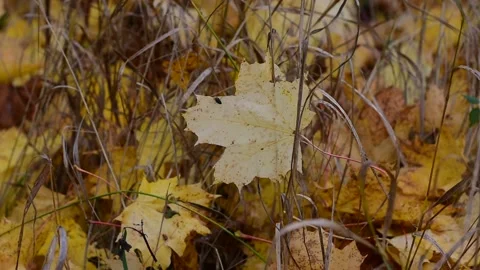 Autumn maple leaf in the wind in the grass against the background of fallen foli Stock Footage 141365660