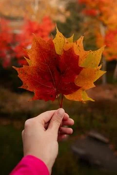 Autumn maple leaf in woman's hand. Selective focus. Quebec, Canada. Stock Photos