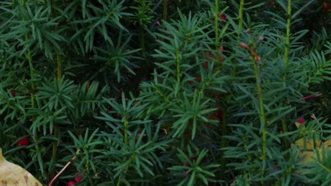 Autumn Maple Leaf at Yew tree. Stock Footage 83008260