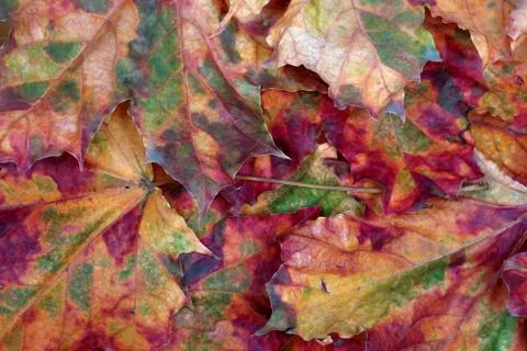 Autumn maple-leafs background Stock Photos