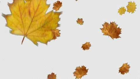 Autumn maple leafs falling with alpha channel and looped Video stock 137852025