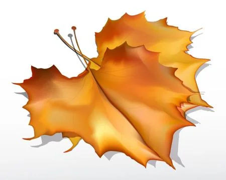 Autumn maple leafs Stock Illustration
