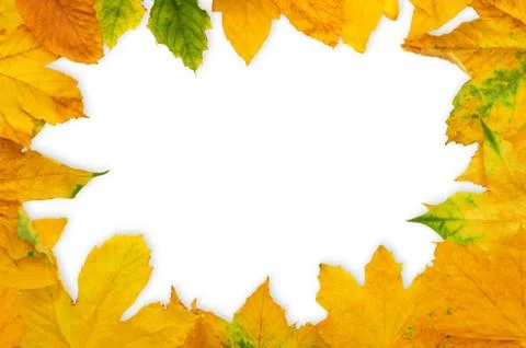 Autumn Maple Leafs Stock Illustration