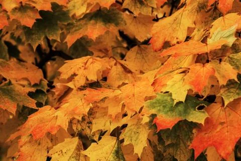 Autumn maple leafs on the maple tree Foto stock