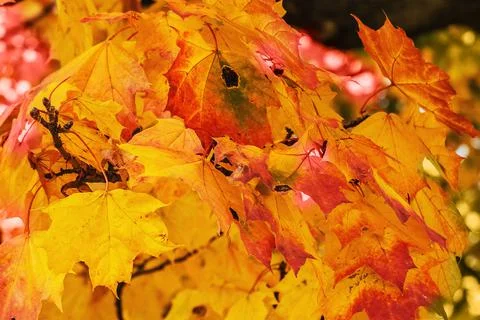 Autumn maple leafs on the maple tree Foto stock