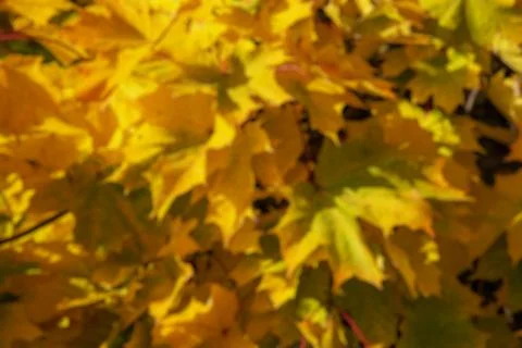 Autumn maple leafs on the maple tree bokeh, blur background Stock Photos