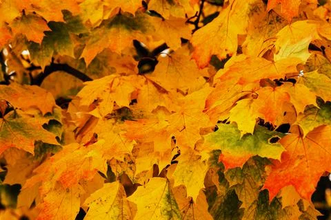 Autumn maple leafs on the maple tree Foto stock