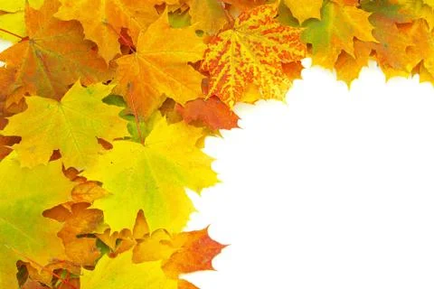 Autumn maple leafs Stock Photos