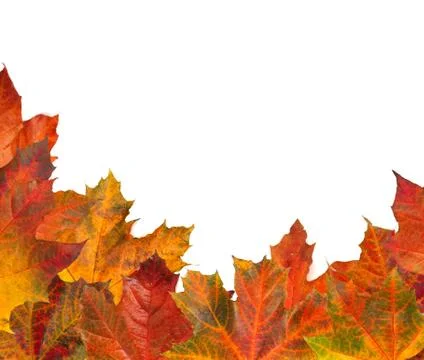 Autumn maple leafs Stock Photos