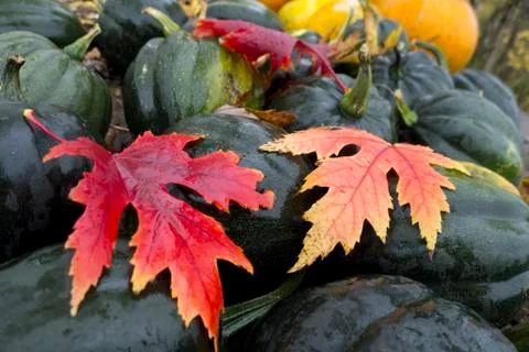 Autumn maple leafs Stockfoto's