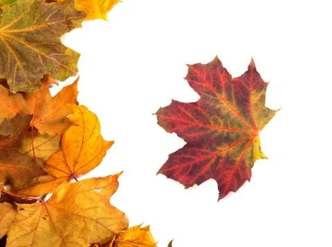 Autumn maple-leafs Stock Photos
