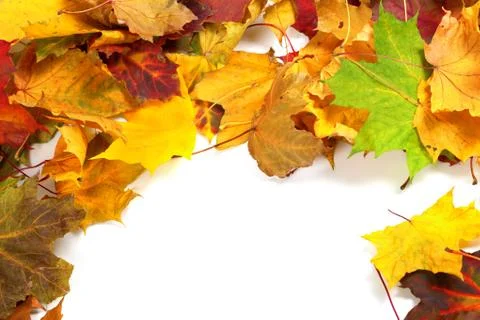 Autumn maple-leafs Stock Photos