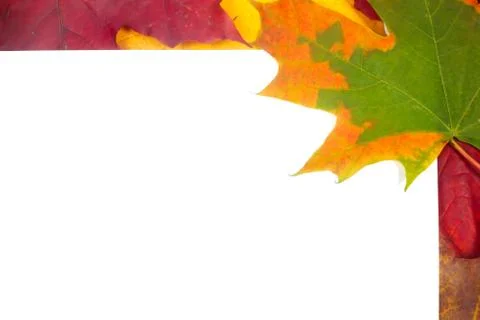 Autumn maple leafs Stock Photos