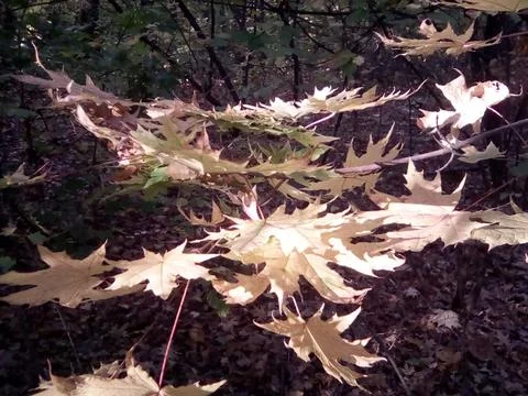 Autumn maple leafs Stock Photos