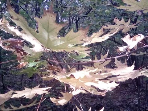 Autumn maple leafs Stock Photos