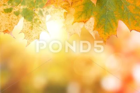 Autumn maple leave background with boked Stock Photos