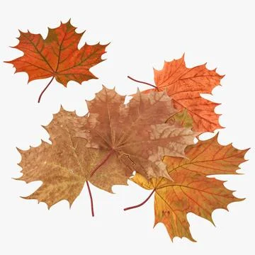 Autumn Maple Leaves 3D Model