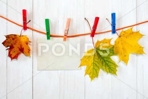 Autumn maple leaves and blank card. Stock Photos