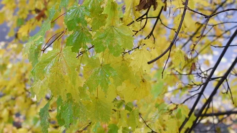 Autumn maple leaves and branches during the rain, A warm rainy day Stock Footage 280334736