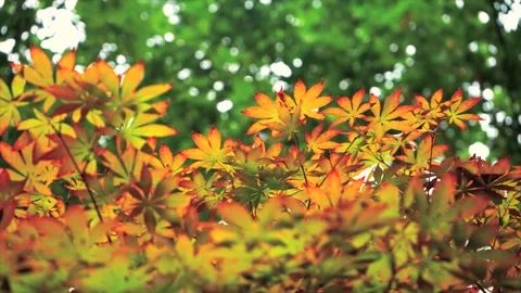 Autumn Maple Leaves and Fall Foliage in a Natural Scenic Landscape Video stock 341872492