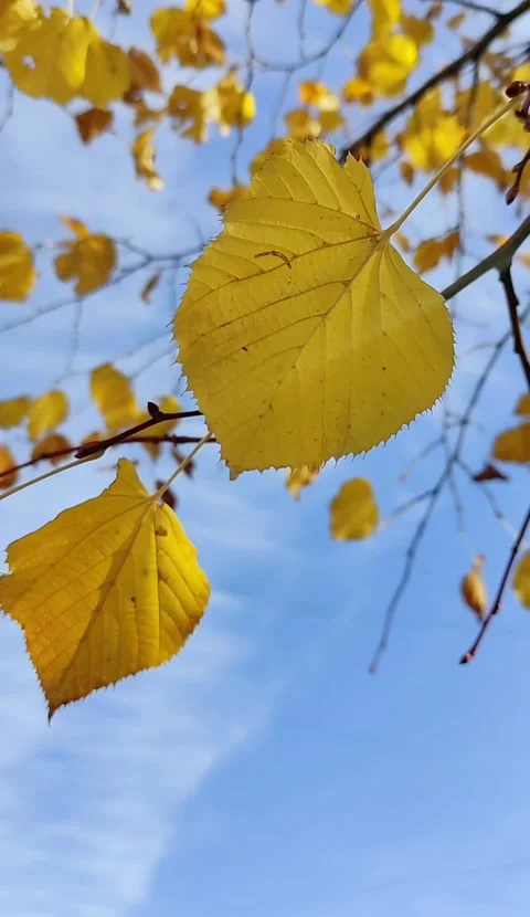 Autumn maple leaves and wind. Falling foliage in October. Beautiful golden Stock Footage 162665113