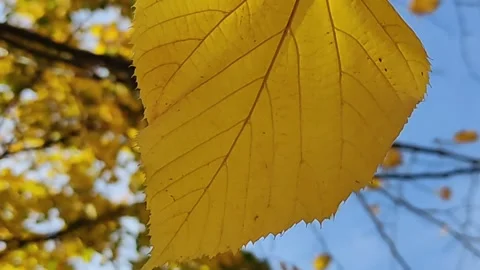 Autumn maple leaves and wind. Falling foliage in October. Beautiful golden Stock Footage 162665130